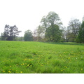 Meadow
